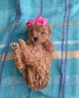 Cookie , a female Poodle - Toy  for sale in Mesa, AZ – Photo 9 of 10