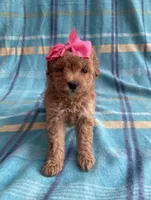 Cookie , a female Poodle - Toy  for sale in Mesa, AZ – Photo 1 of 10