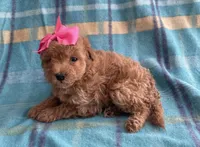 Cookie , a female Poodle - Toy  for sale in Mesa, AZ – Photo 3 of 10