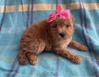 Cookie , a female Poodle - Toy  for sale in Mesa, AZ – Photo 5 of 10