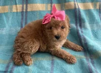 Cookie , a female Poodle - Toy  for sale in Mesa, AZ – Photo 2 of 10