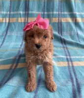Cookie , a female Poodle - Toy  for sale in Mesa, AZ – Photo 4 of 10