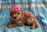 Cookie , a female Poodle - Toy  for sale in Mesa, AZ – Photo 7 of 10