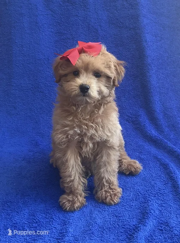 Cookie  – Poodle - Toy  puppy for sale in Mesa, AZ