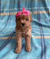 Cookie , a female Poodle - Toy  for sale in Mesa, AZ – Photo 10 of 10