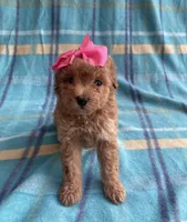 Cookie , a female Poodle - Toy  for sale in Mesa, AZ – Photo 8 of 10