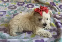 Gracie , a female Miniature Schnauzer and Maltese for sale in Mesa, AZ – 4 of 10