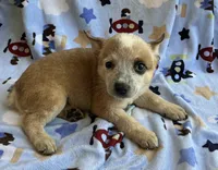 Daisy , a female Australian Cattle Dog for sale in Mesa, AZ – 4 of 9