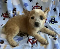 Daisy , a female Australian Cattle Dog for sale in Mesa, AZ – 6 of 9
