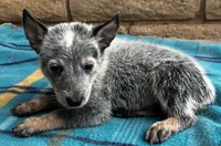Blue , a male Australian Cattle Dog for sale in Mesa, AZ – 7 of 10