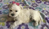 Pearl , a female Miniature Schnauzer and Maltese for sale in Mesa, AZ – 5 of 7