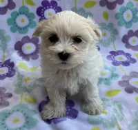 Annie , a female Maltese and Poodle - Toy  for sale in Mesa, AZ – 8 of 10