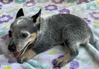 Jasmine , a female Australian Cattle Dog for sale in Mesa, AZ – 4 of 8