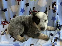Bandit  , a male Australian Cattle Dog for sale in Mesa, AZ – 7 of 7