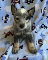 Blue , a male Australian Cattle Dog for sale in Mesa, AZ – 3 of 8