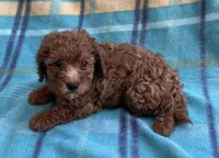 Ruby , a female Poodle - Toy  for sale in Mesa, AZ – 8 of 8