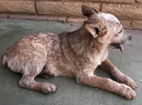 Sam , a male Australian Cattle Dog for sale in Mesa, AZ – 7 of 9