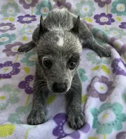 River, a female Australian Cattle Dog for sale in Mesa, AZ – 2 of 10