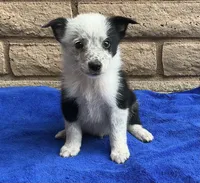 Max, a male Australian Cattle Dog and Border Collie for sale in Mesa, AZ – 1 of 10