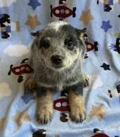 Buster , a male Australian Cattle Dog for sale in Mesa, AZ – 5 of 9