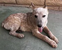Sam , a male Australian Cattle Dog for sale in Mesa, AZ – 8 of 9