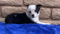 Max, a male Australian Cattle Dog and Border Collie for sale in Mesa, AZ – 3 of 10