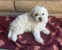 Mochi , a female Maltese and Poodle - Toy  for sale in Mesa, AZ – 8 of 9