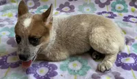Blaze , a female Australian Cattle Dog for sale in Mesa, AZ – 4 of 9