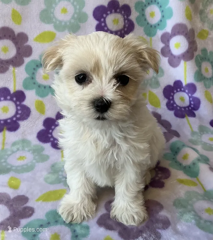 Annie  – Maltese, Poodle - Toy  puppy for sale in Mesa, AZ