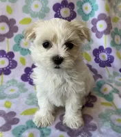 Annie , a female Maltese and Poodle - Toy  for sale in Mesa, AZ – 1 of 10