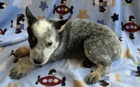 Bandit  , a male Australian Cattle Dog for sale in Mesa, AZ – 2 of 7