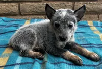Blue , a male Australian Cattle Dog for sale in Mesa, AZ – 2 of 10