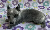 River, a female Australian Cattle Dog for sale in Mesa, AZ – 10 of 10