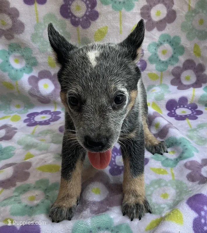 Blue  – Australian Cattle Dog puppy for sale in Mesa, AZ