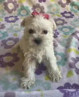Pearl , a female Miniature Schnauzer and Maltese for sale in Mesa, AZ – 4 of 7