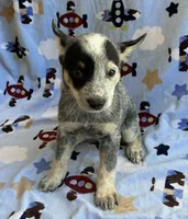 Sky , a female Australian Cattle Dog for sale in Mesa, AZ – 10 of 10