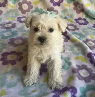 Sophie , a female Miniature Schnauzer and Maltese for sale in Mesa, AZ – 2 of 9