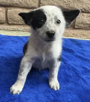 Dash, a male Australian Cattle Dog and Border Collie for sale in Mesa, AZ – 8 of 9