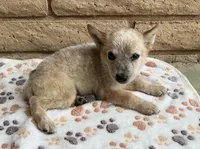 Red, a male Australian Cattle Dog for sale in Mesa, AZ – 2 of 8