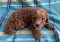 Teddy, a male Poodle - Toy  for sale in Mesa, AZ – 6 of 10