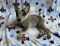 Shadow , a male Australian Cattle Dog for sale in Mesa, AZ – Photo 6 of 6