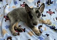 Shadow , a male Australian Cattle Dog for sale in Mesa, AZ – Photo 3 of 6