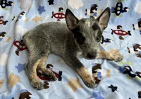 Shadow , a male Australian Cattle Dog for sale in Mesa, AZ – Photo 5 of 6