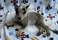 Shadow , a male Australian Cattle Dog for sale in Mesa, AZ – Photo 4 of 6