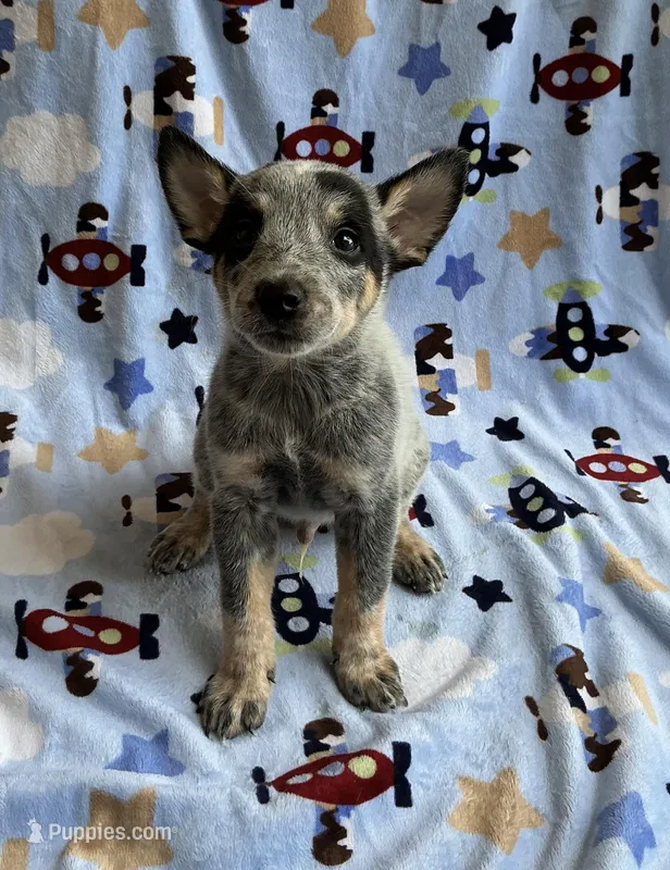 Shadow  – Australian Cattle Dog puppy for sale in Mesa, AZ