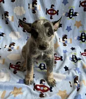 Shadow , a male Australian Cattle Dog for sale in Mesa, AZ – Photo 2 of 6