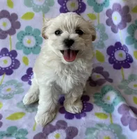 Lulu , a female Maltese and Poodle - Toy  for sale in Mesa, AZ – 3 of 10
