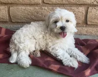 Gizmo , a male Maltese and Poodle - Toy  for sale in Mesa, AZ – 8 of 10