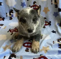 Buster , a male Australian Cattle Dog for sale in Mesa, AZ – 4 of 9