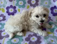 Lulu , a female Maltese and Poodle - Toy  for sale in Mesa, AZ – 2 of 10